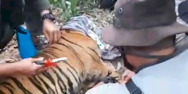 Tangkapan layar proses evakuasi Harimau Sumatera yang terkena jerat di Aceh Tenggara/Repro