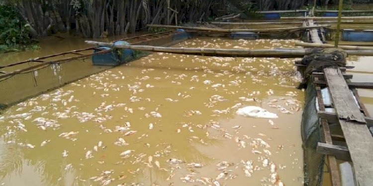 Ikan-ikan mati pada keramba milik warga di Langkat/Ist