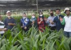 Kelapa Genjah Pandang Wangi Cocok Dikembangkan Di Sumatera Utara