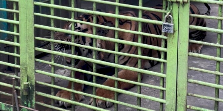 Harimau Sumatera di Medan Zoo/Ist