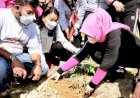 Nawal Lubis Apresiasi Penanaman 1.200 Pohon Andaliman di Karo