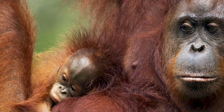 Orangutan/Ilustrasi