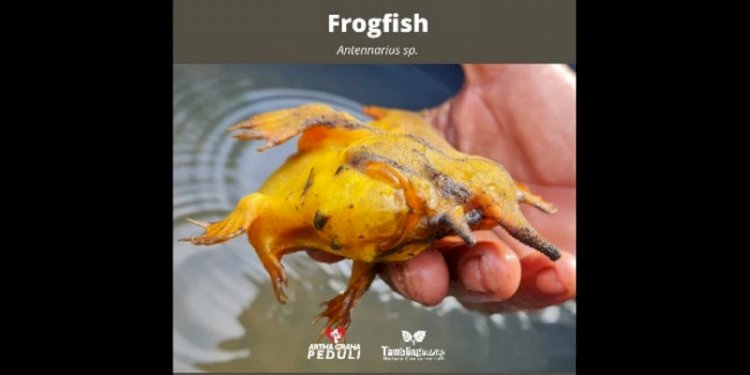  Ikan kodok atau flogfish/Net