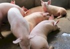 Balai Veteriner: Virus ASF Penyebab Ribuan Babi Mati di Sumut
