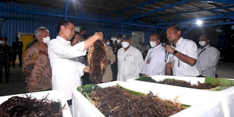 Presiden Joko Widodo meninjau lokasi budidaya rumput laut di Tual/Ist