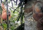 Orangutan yang Tertangkap di Karo Dikabarkan Mati, BBKSDA Masih Bungkam
