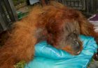 Orangutan Mati Pasca Dievakuasi Dari Karo, BBKSDA Terbitkan Surat Perintah Investigasi