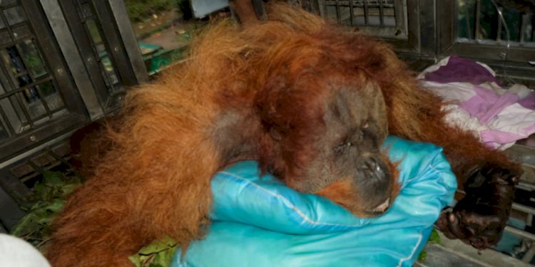 Orangutan yang tertangkap di Karo/Ist