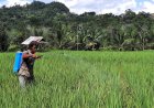 Hasil Panen Naik, Petani Organik Batangtoru ‘Tatap’ Pasar Modern Hingga ke Medan