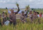Karantina Pertanian Belawan Kawal Panen Padi di Kabupaten Simalungun