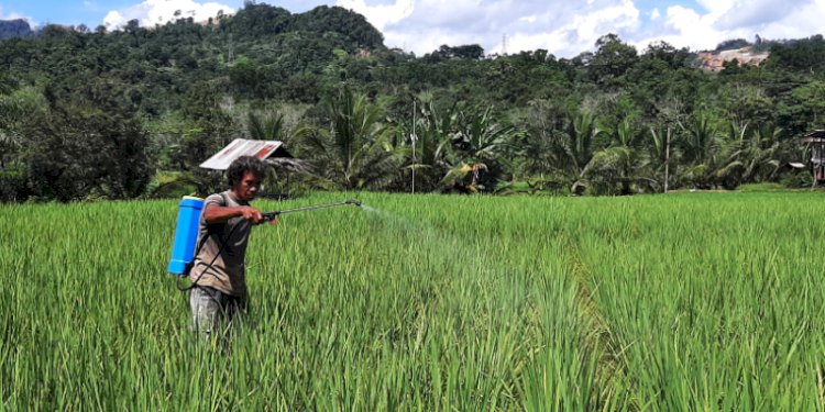 Petani Organik binaan PT Agincourt Resources menyemprotkan Ecoenzym sebagai pengganti pestisida pada tanaman padi di Desa Napa, Kecamatan Batangtoru, Tapanuli Selatan/RMOLSumut