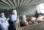Pastikan Kesehatan Ternak, UPT Barantin di Belawan Fasilitasi Pengiriman Babi ke Kalbar