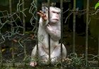 KLHK Turun Tangan Bantu Pengelolaan Medan Zoo